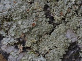 Punctelia bolliana image