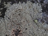 Physcia halei image