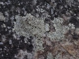 Physcia halei image