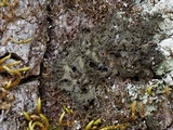 Leptogium isidiosellum image
