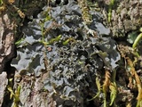 Leptogium azureum image