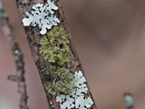 Tuckermanella fendleri image