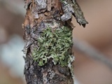 Tuckermanella fendleri image