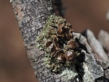 Tuckermanella fendleri image