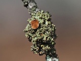 Tuckermanella fendleri image