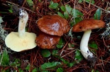 Suillus brevipes image
