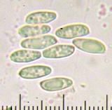 Suillus brevipes image