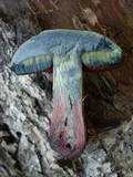 Boletus luridiformis image