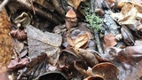 Mycena californiensis image