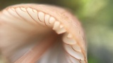 Mycena californiensis image