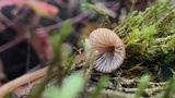 Mycena californiensis image