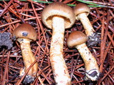 Dermocybe zakii image