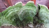 Cerrena unicolor image