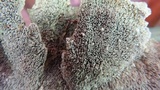 Cerrena unicolor image