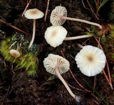 Lichenomphalia umbellifera image