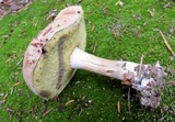 Boletus pallidus image