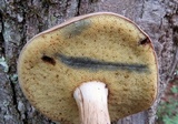 Boletus pallidus image