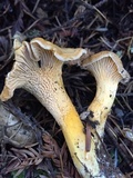 Cantharellus roseocanus image