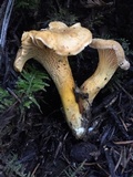 Cantharellus roseocanus image