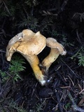 Cantharellus roseocanus image