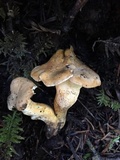 Cantharellus roseocanus image
