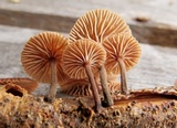 Gymnopus foetidus image