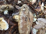 Lactarius argillaceifolius image
