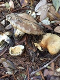 Lactarius argillaceifolius image