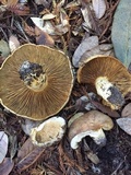 Lactarius argillaceifolius var. megacarpus image