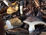 Lactarius argillaceifolius image