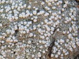 Pertusaria coccodes image