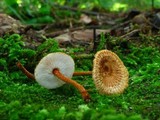 Crinipellis zonata image