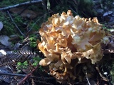 Sparassis crispa image