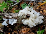 Tremella fuciformis image