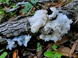 Tremella fuciformis image