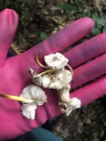 Mycena inclinata image