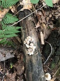 Mycena inclinata image