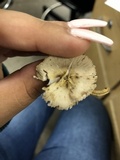 Mycena inclinata image