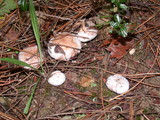 Suillus albivelatus image