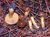 Cortinarius cascadensis image