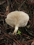 Clitopilus prunulus image
