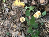 Marasmius strictipes image