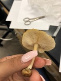 Marasmius strictipes image