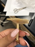 Marasmius strictipes image