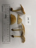 Marasmius strictipes image