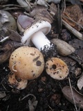 Hebeloma crustuliniforme image