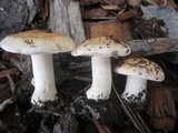 Hebeloma crustuliniforme image
