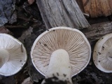 Hebeloma crustuliniforme image