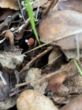 Mycena californiensis image