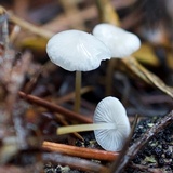 Strobilurus trullisatus image